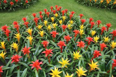 Sarı ve kırmızı guzmania