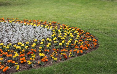 sarı ve turuncu çiçekler