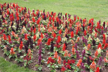 Sarı ve kırmızı ascocentruhm