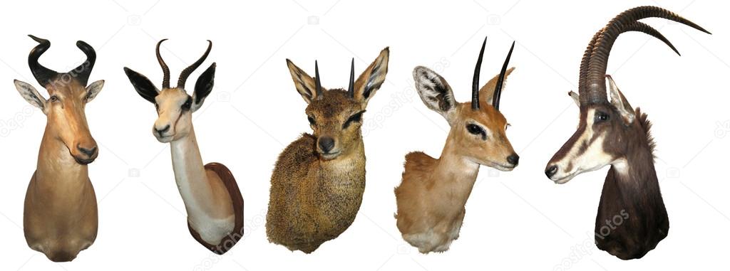 Stuffed animals antelope