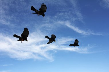 Birds In Flight