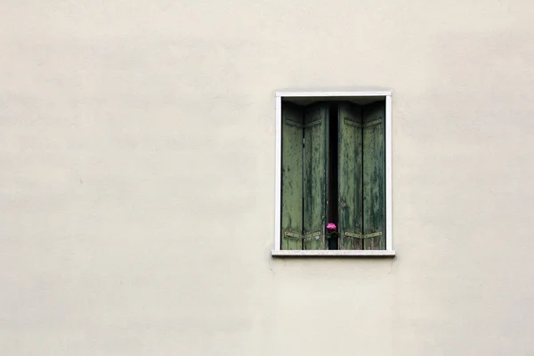 Flor na janela — Fotografia de Stock