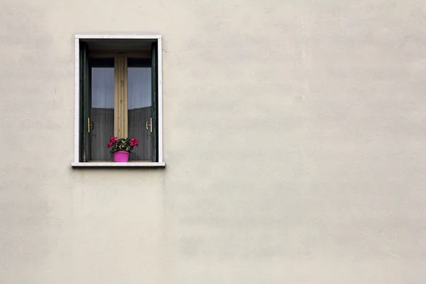 Blommor på fönstret — Stockfoto