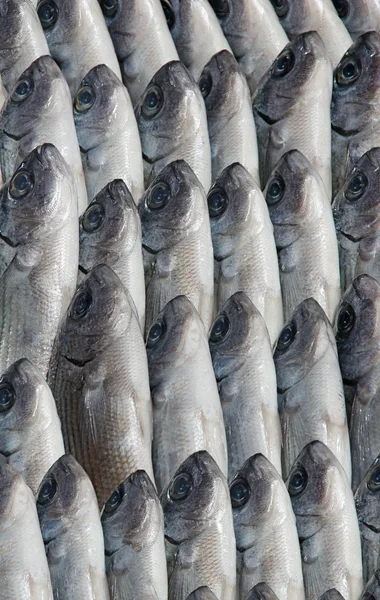 Poissons de mer — Photo