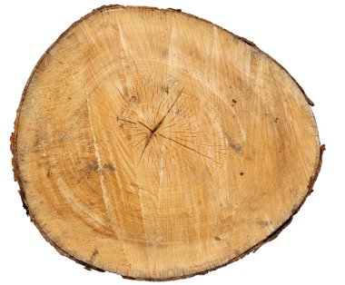 Trunk2