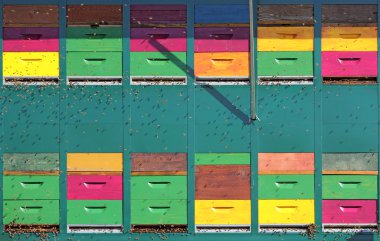 Arılar ve kovanları