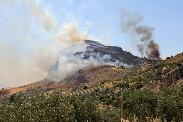 Feu de forêt — Photo