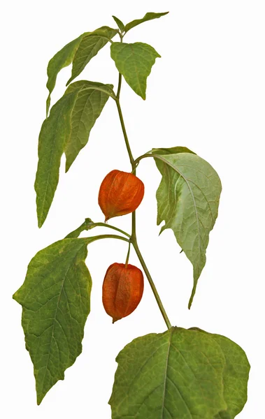 Fruta Physalis — Fotografia de Stock