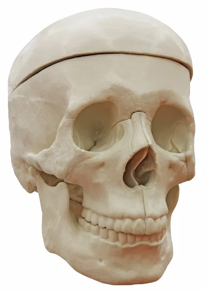 Skeleton schedel — Stockfoto