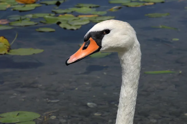 Der Schwan — Stockfoto