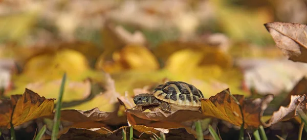 Черепаха на листьях — стоковое фото