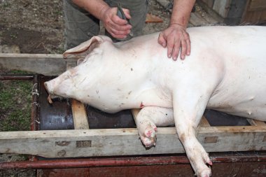 Boğazlanan pigs2