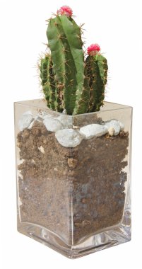 Cactus in vase clipart