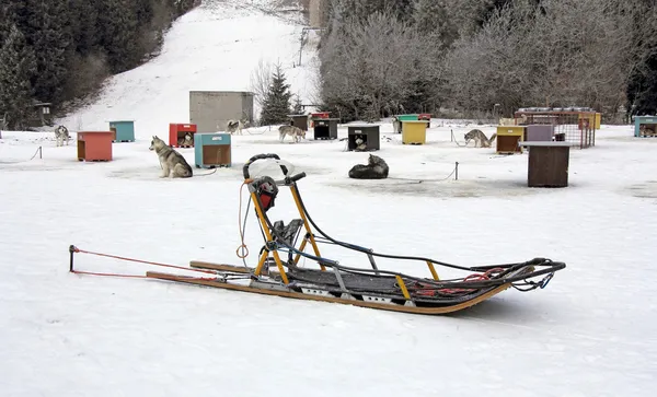 Sled dog team1 — Stock Photo, Image