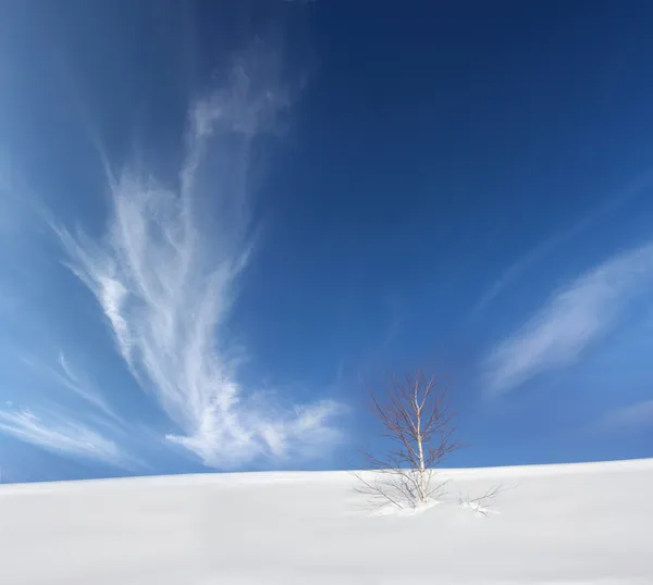 雪とツリー — ストック写真