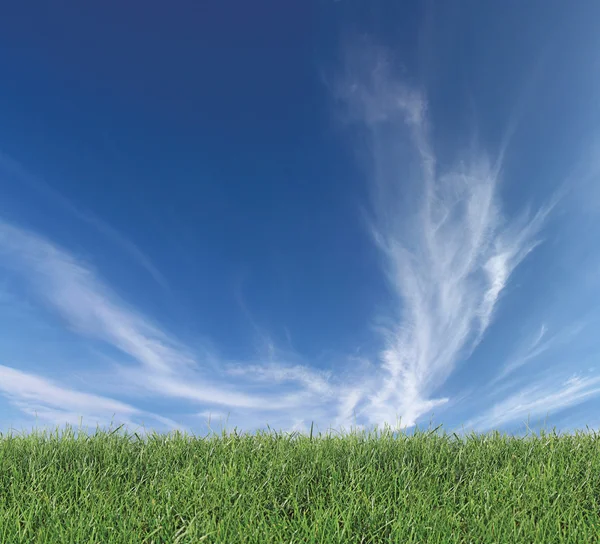 Cielo y hierba — Foto de Stock