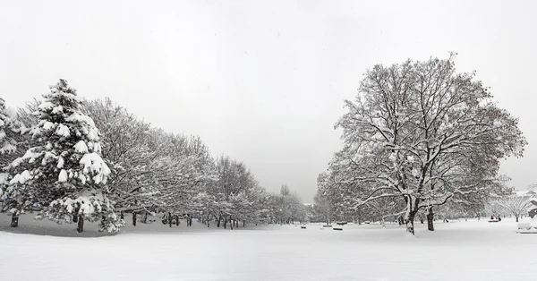 Snow in the park — Stock Photo, Image