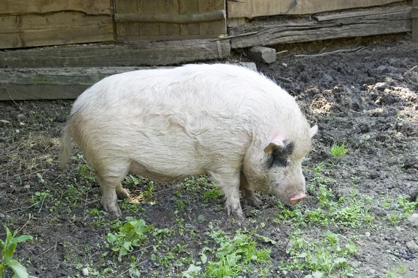 猪 — 图库照片