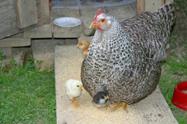 Galline e polli — Foto Stock