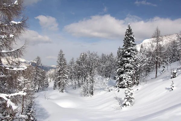 Śnieg w lesie Zdjęcia Stockowe bez tantiem