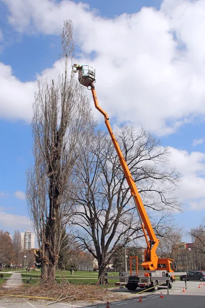 Klippning trees1 — Stockfoto