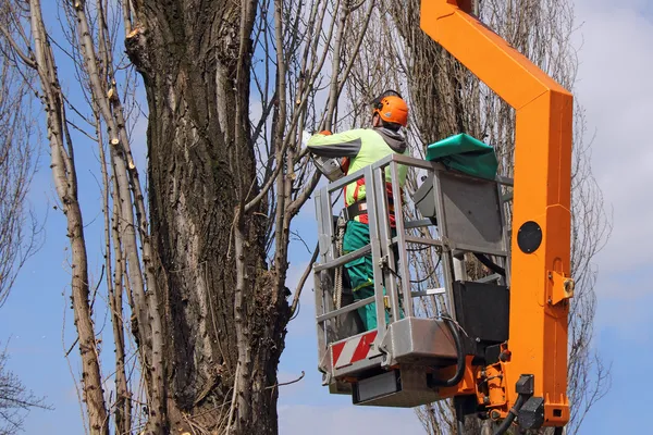 Trimming trees 2 — Stock Photo, Image