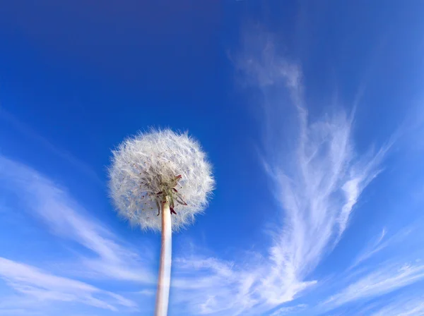 Paardebloem — Stockfoto