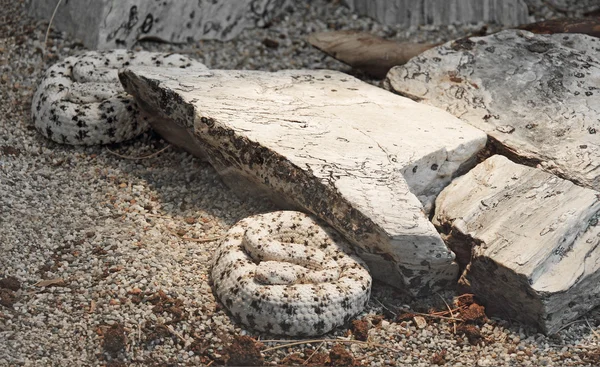 Serpiente de cascabel moteada suroeste —  Fotos de Stock