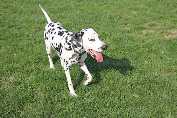 Dalmatische dog1 — Stockfoto