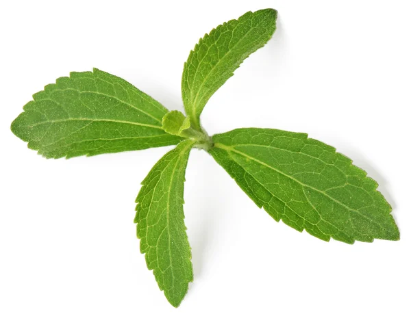 Revisión de Stevia — Foto de Stock