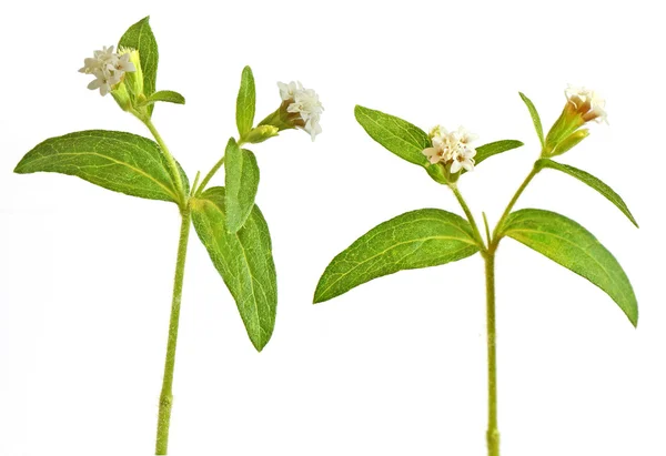 Rebaudiana florescida — Fotografia de Stock