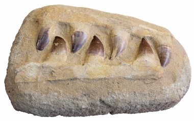 fosil diş mosasaur