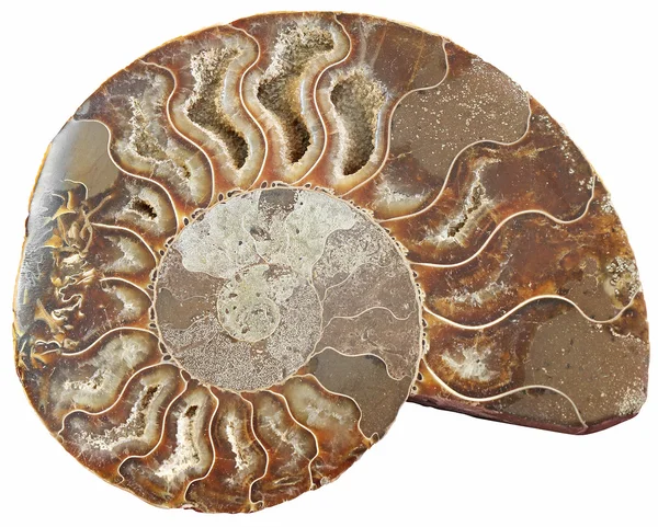 Ammoniter — Stockfoto