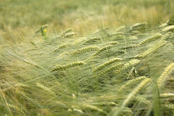 Campo de trigo — Fotografia de Stock