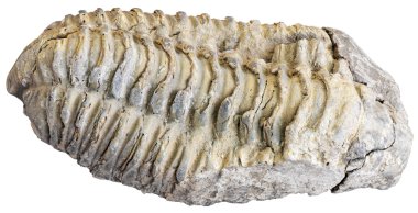 fosilleşmiş trilobite