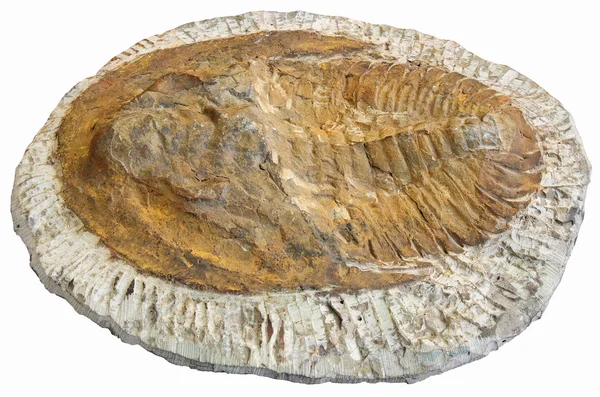 Fossil — Zdjęcie stockowe