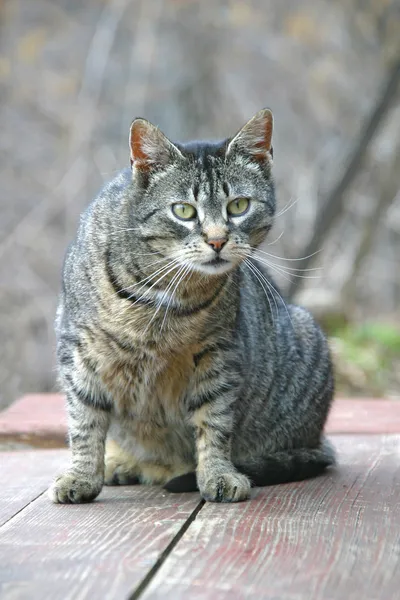 Graue Katze — Stockfoto