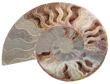 Ammonit taş