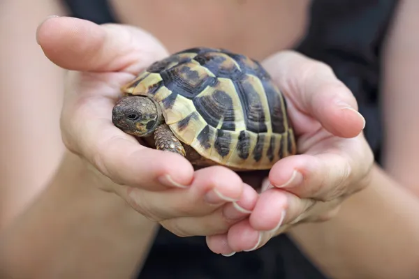 Tortuga en la palma — Foto de Stock