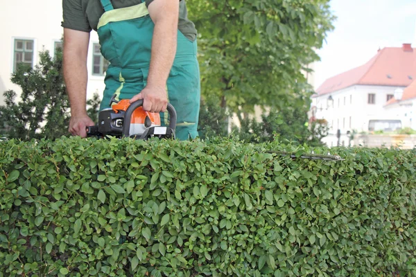 Man trimma hedge — Stockfoto