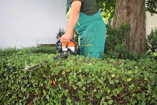 Man trimming hedge — Stock Photo, Image