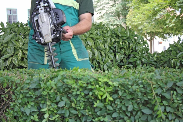 Mann schneidet Hecke — Stockfoto