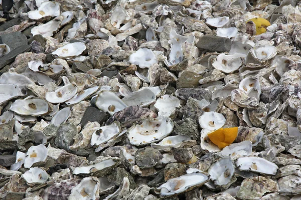 Remains oysters — Stock Photo, Image