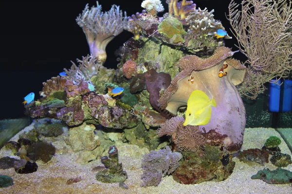 Dream Saltwater Coral Reef Aquarium Tank — Stock Photo © Vojce #330499174
