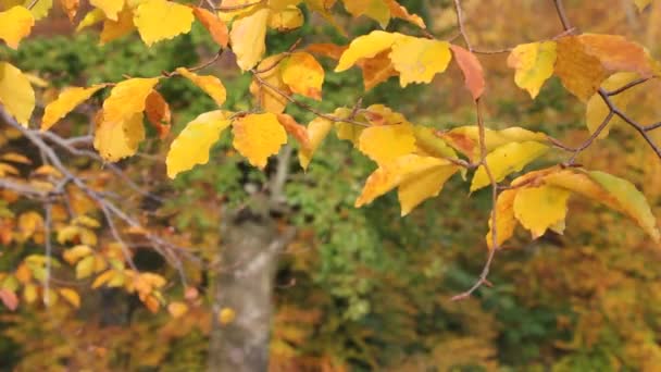 가을 잎 — 비디오