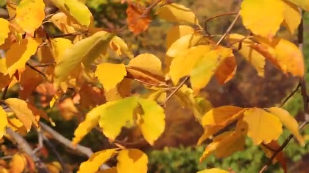 Foglie d'autunno — Video Stock