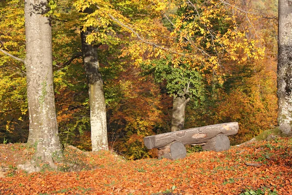 Drewniana ławka w lesie — Zdjęcie stockowe