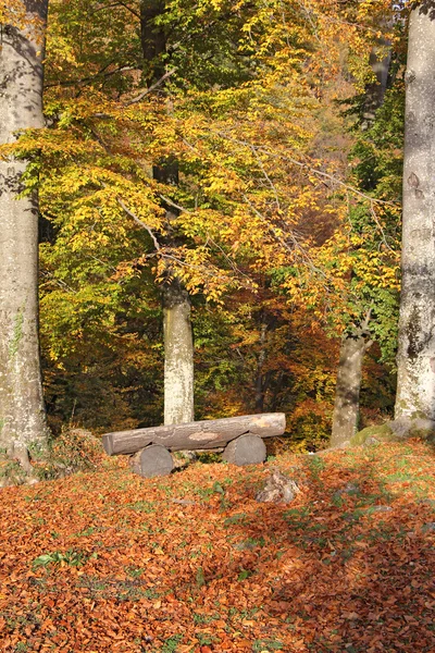 Banco en el bosque — Foto de Stock