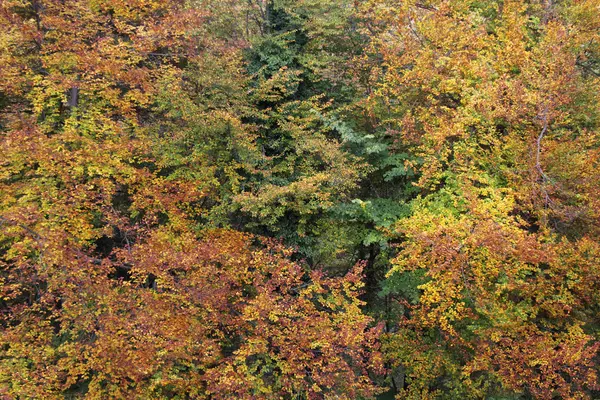 Las jesienią — Zdjęcie stockowe