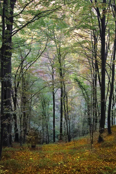 Φθινόπωρο στο δάσος — Φωτογραφία Αρχείου